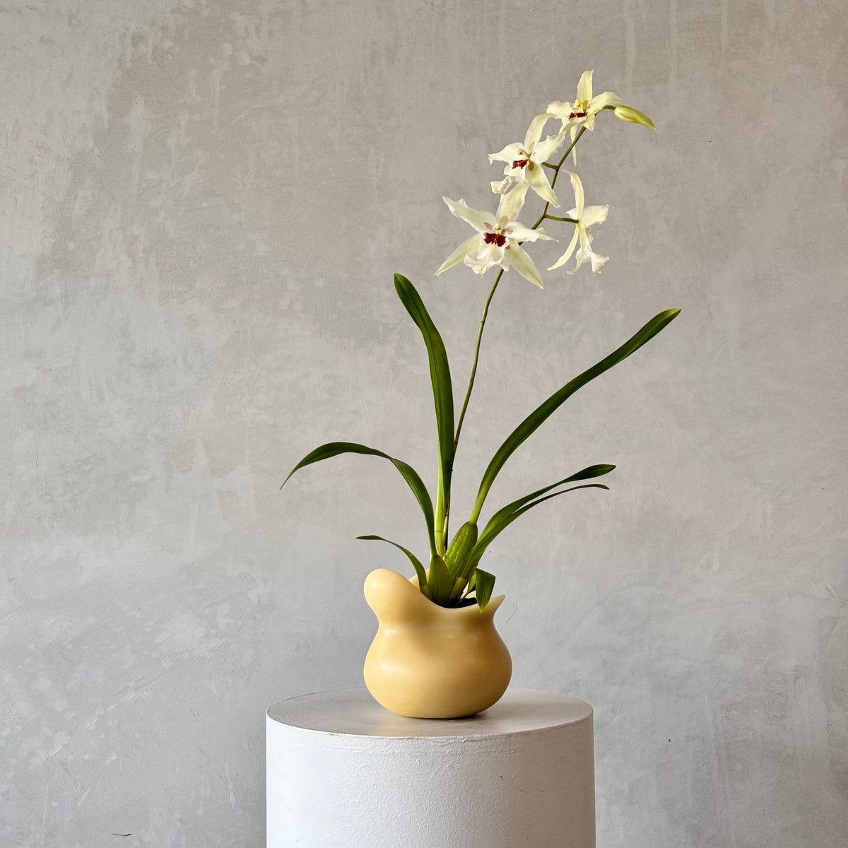 Oncidium orchid