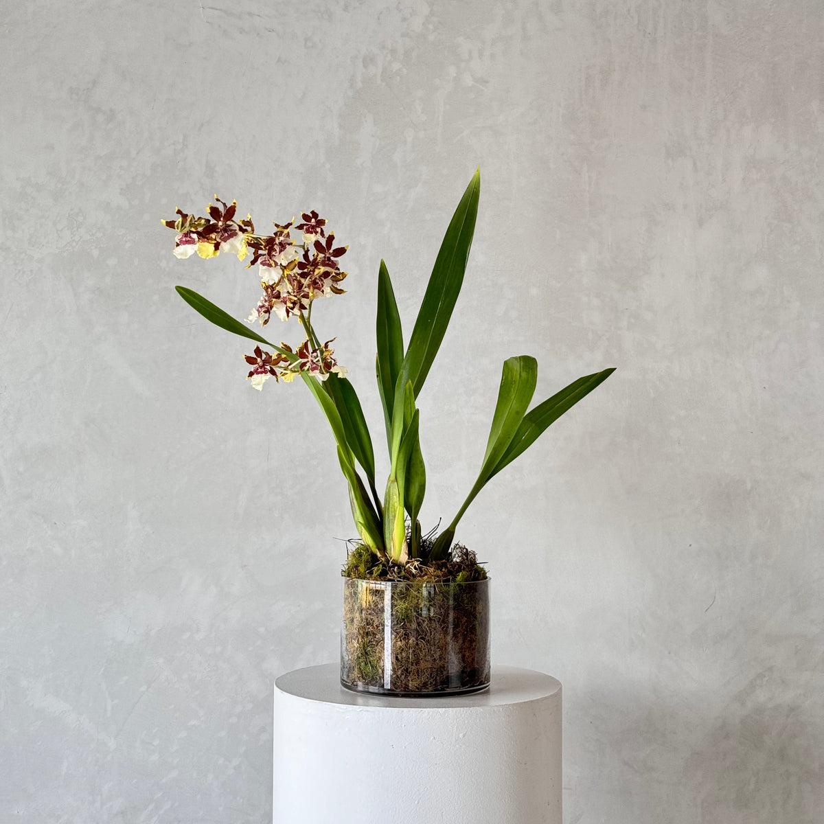 Oncidium orchid